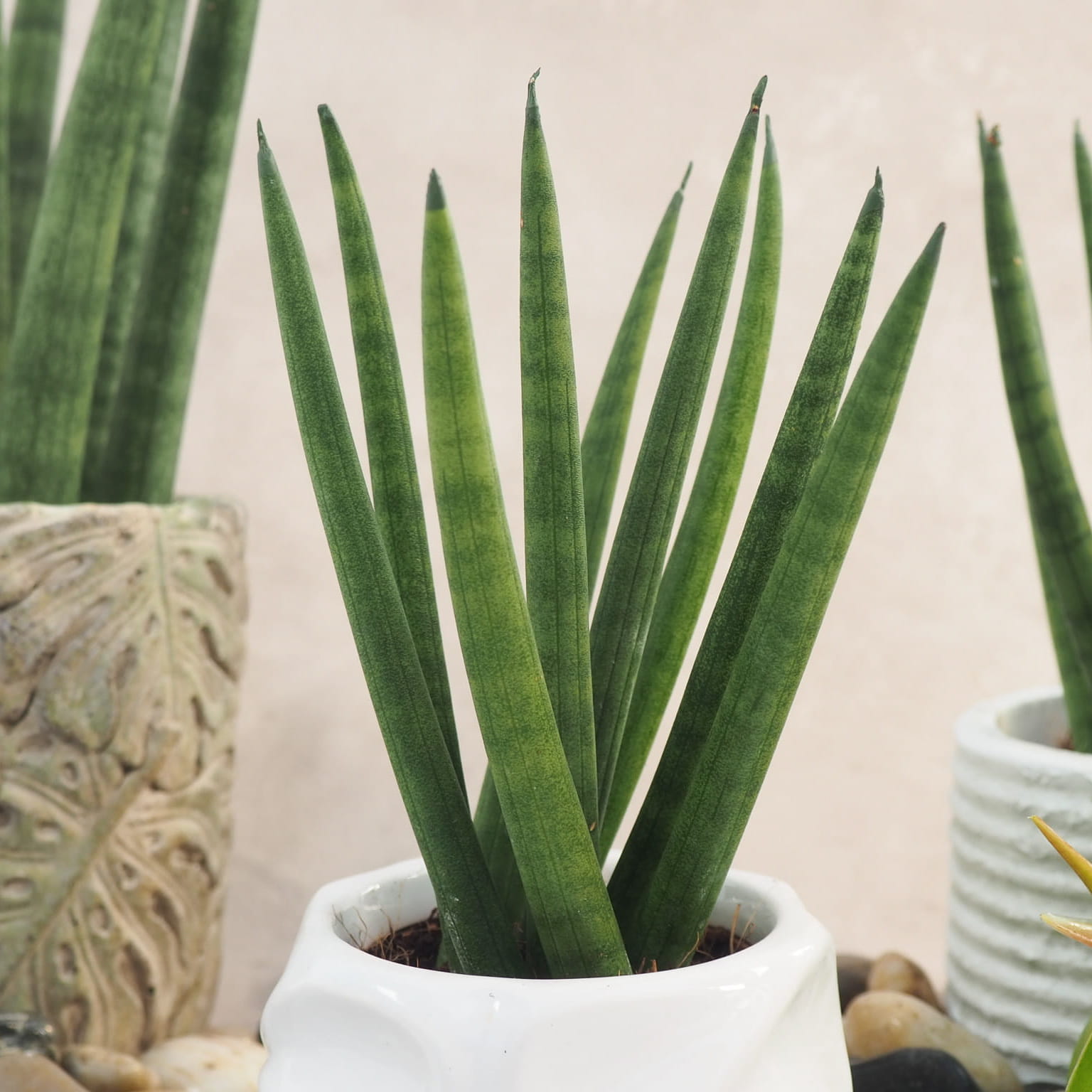 sansevieria cylindrica Spaghetti 15cm megamix.sk